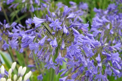 Agapanthus Lapis Lazuli – Bild 2
