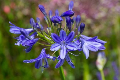 Agapanthus Lapis Lazuli – Bild 3