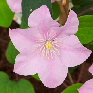 Clematis Pompeji™ Evipo116(N)<br>Boulevard®