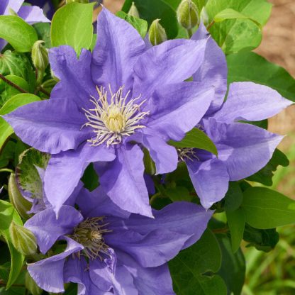 Clematis Olympia™ Evipo099(N)<br>Boulevard®
