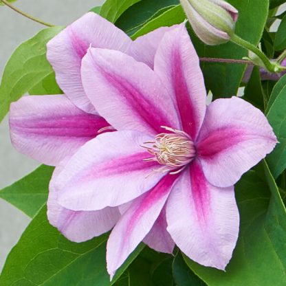 Clematis Poseidon™ Evipo113(N)<br>Boulevard®