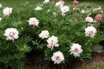 Paeonia ITOH Cora Louise – Bild 2