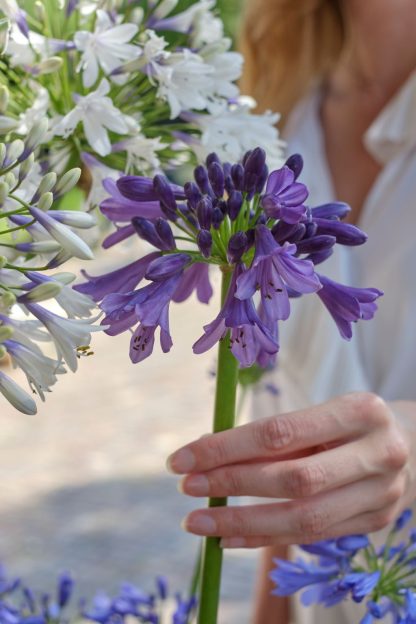Agapanthus Poppin Purple – Bild 2