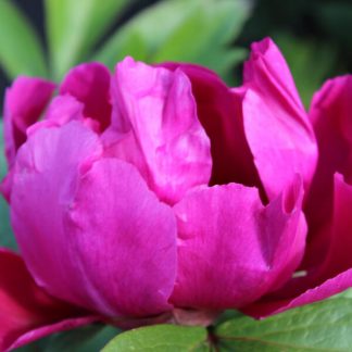 Paeonia ITOH Pink Ardour