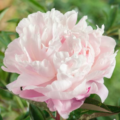 Paeonia lactiflora Lady Alexandra Duff