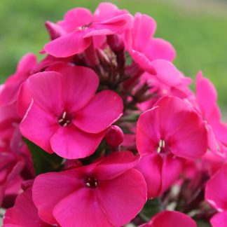 Phlox paniculata Unique® Old Cerise