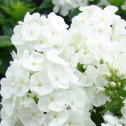 Phlox paniculata Unique® White