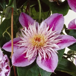 Clematis Josephine™ Evijohill(N)<br> Regal®