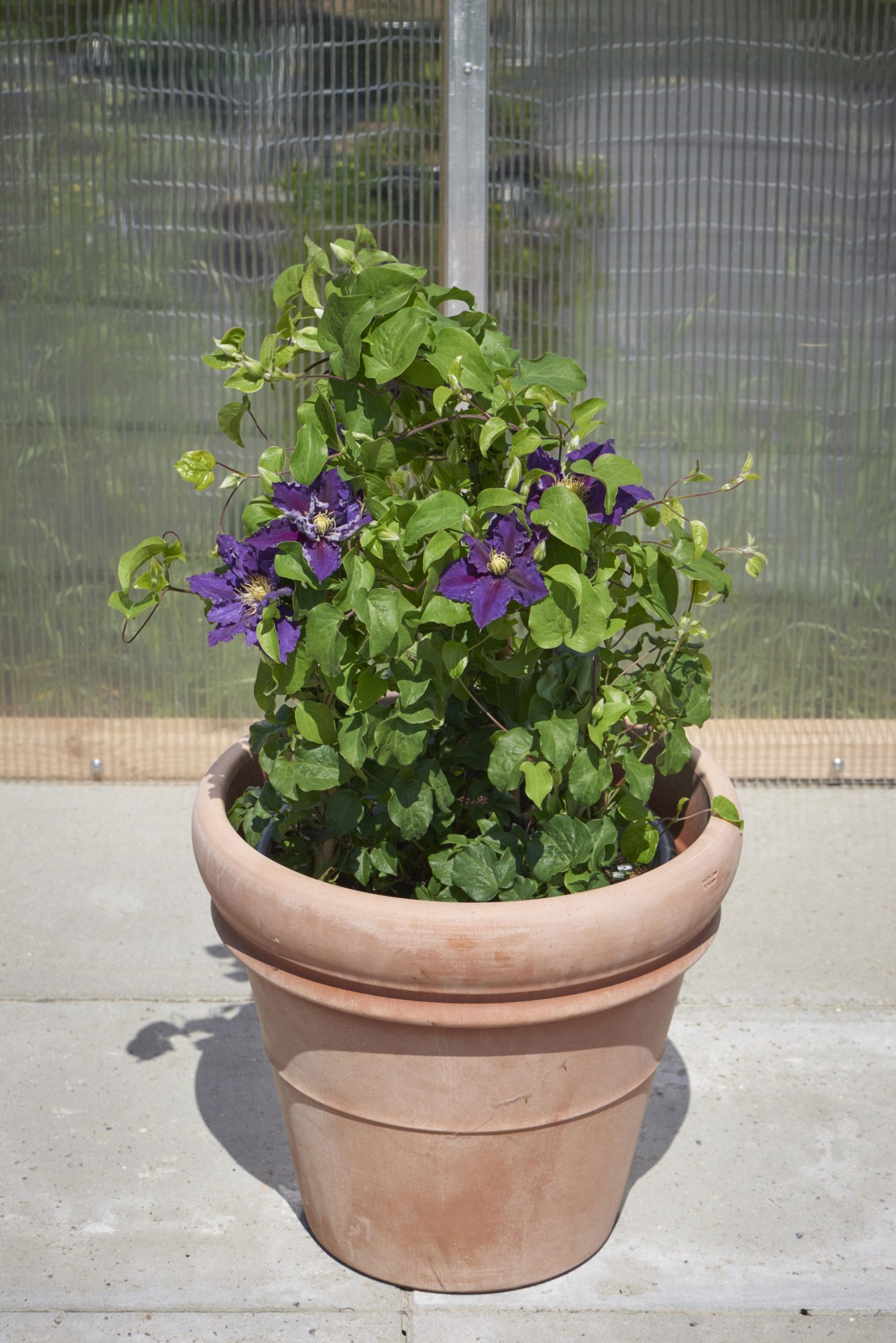 Clematis Becca™ Evipo104(N) <br>Tudor Patio® – Bild 2
