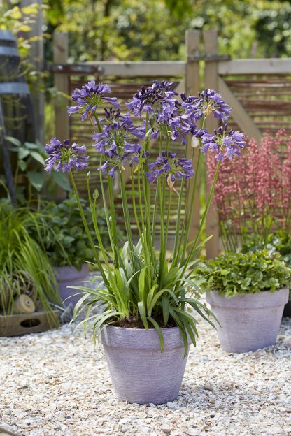 Agapanthus Poppin Purple – Bild 3