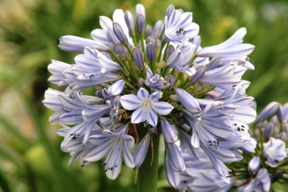 Agapanthus Blue Baby(S) – Bild 3