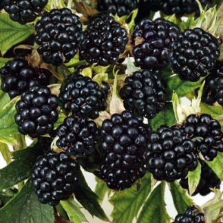 Rubus fruticosus Loch Ness