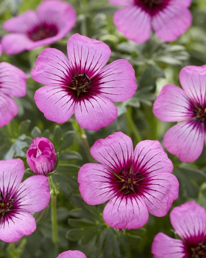 Geranium Jolly Jewel Silver