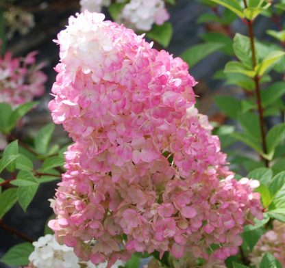 Hydrangea paniculata Sundea Fraise®S