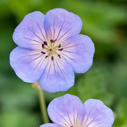 Geranium Azure Rush