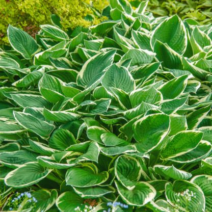 Hosta Francee