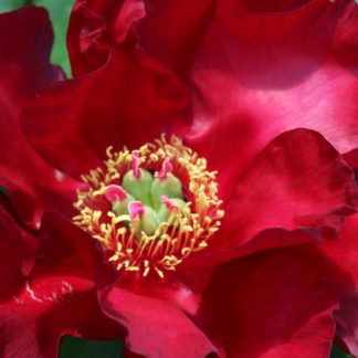 Paeonia ITOH Scarlet Heaven