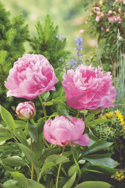 Paeonia lactiflora Dr. Alexander Flemming – Bild 2