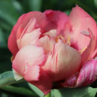 Paeonia ITOH Old Rose Dandy