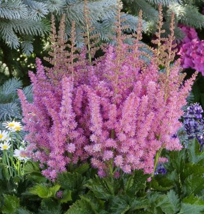 Astilbe chinensis Vision Pink