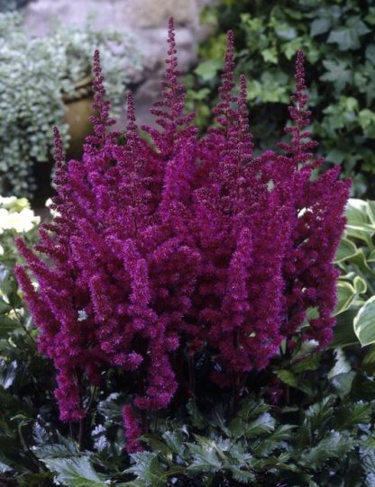 Astilbe chinensis Vision Red
