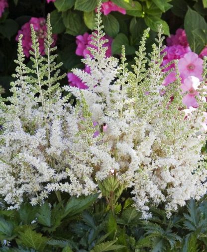 Astilbe chinensis Vision White