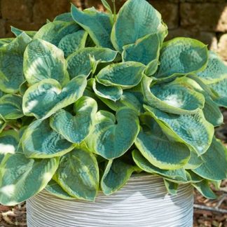 Hosta Frances Williams