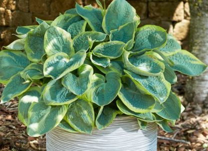 Hosta Frances Williams