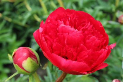 Paeonia Hybride Command Performance – Bild 2