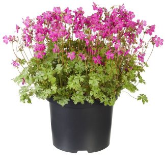 Geranium x cantabrigiense Intense