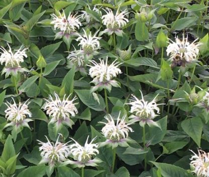 Monarda Bee Bright