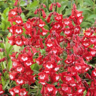 Penstemon Rubiconda