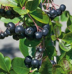 Aronia melanocarpa Viking