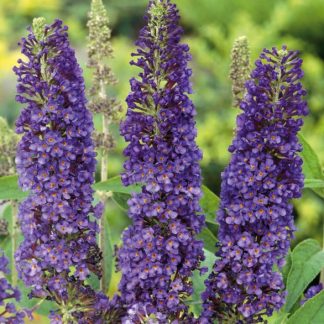 Buddleja davidii Empire Blue