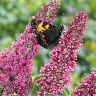 Buddleja davidii Pink Delight