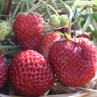 Fragaria ananasa Mieze Schindler (mittelspät) Ende Juni (VE=50)