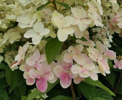 Hydrangea paniculata Confetti