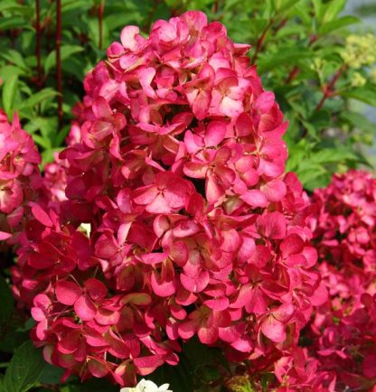 Hydrangea paniculata Diamond Rouge