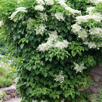 Hydrangea petiolaris