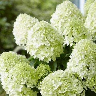 Hydrangea paniculata Little Spooky