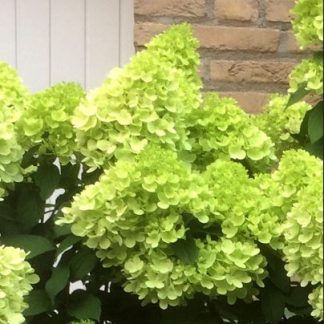 Hydrangea paniculata Mojito