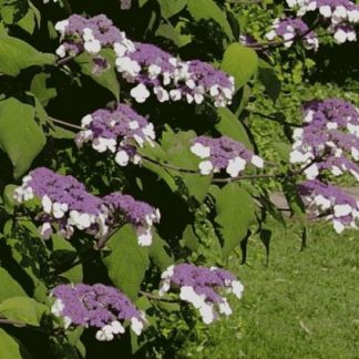 Hydrangea aspera Macrophylla