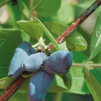 Lonicera kamtschatica 'Blue Velvet'