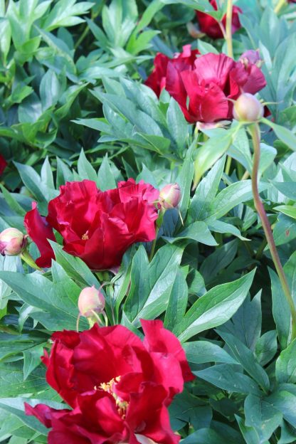 Paeonia ITOH Scarlet Heaven – Bild 2