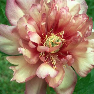 Paeonia ITOH Julia Rose