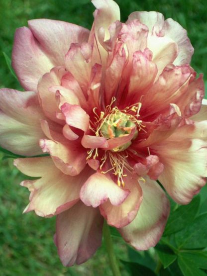 Paeonia ITOH Julia Rose
