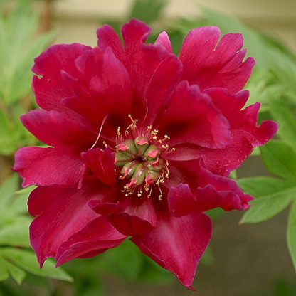 Paeonia ITOH Scarlet Heaven – Bild 3