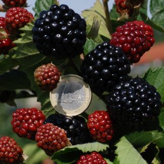 Rubus fruticosus Asterina®