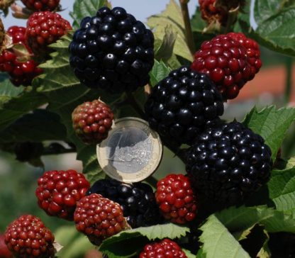 Rubus fruticosus Asterina®