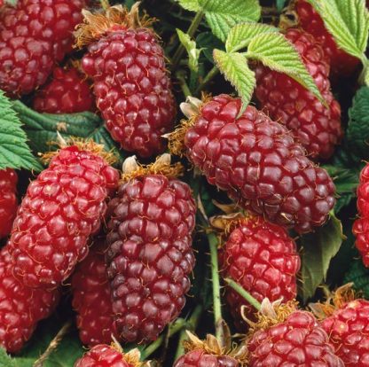 Rubus fruticosus Tayberry